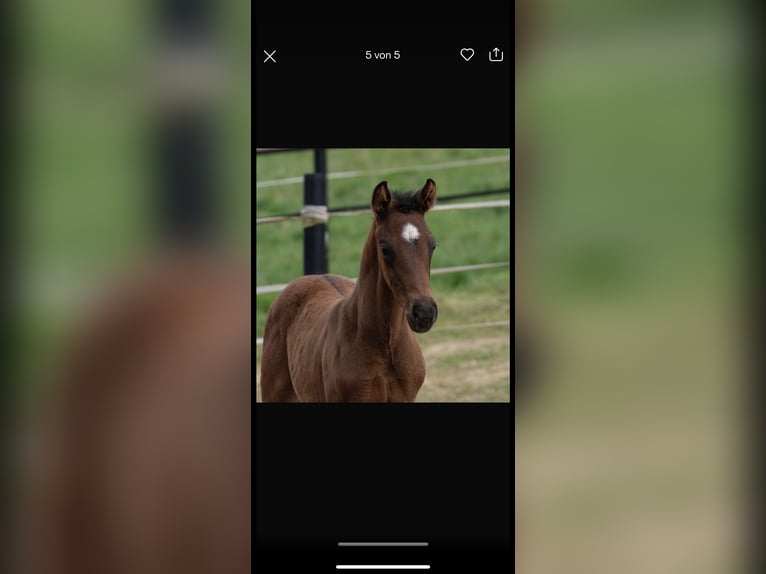 Hanoverian Mare 14 years 16,1 hh Chestnut in Quickborn