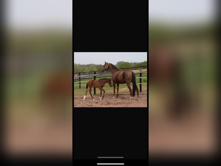 Hanoverian Mare 14 years 16,1 hh Chestnut in Quickborn