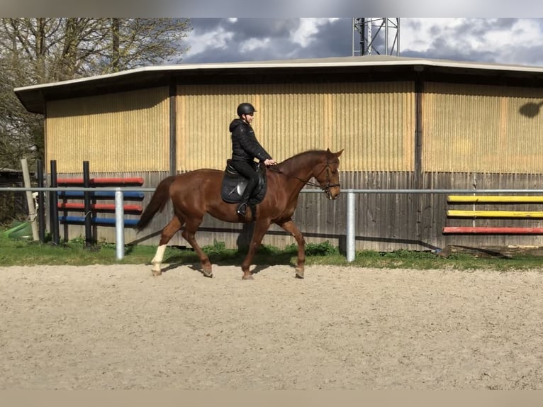 Hanoverian Mare 14 years 16,1 hh Chestnut in Winkelbach