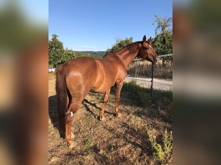 Hanoverian Mare 14 years 16,1 hh Chestnut in Winkelbach