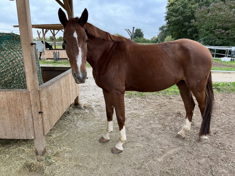 Hanoverian Mare 14 years 16,1 hh Chestnut-Red in Bad Kreuznach