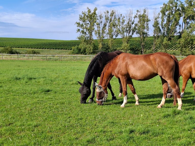 Hanoverian Mare 14 years 16,1 hh Chestnut-Red in Bad Kreuznach