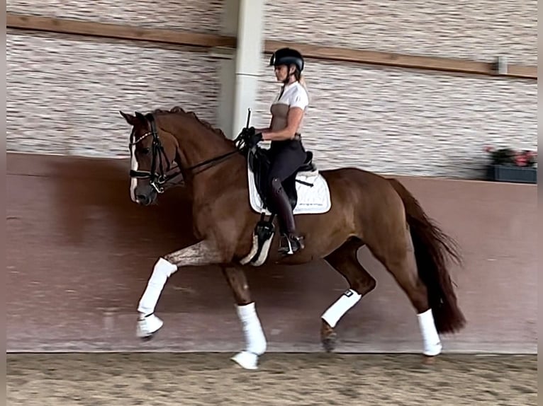 Hanoverian Mare 14 years 16,1 hh Chestnut-Red in Wehringen