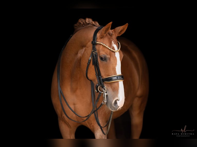 Hanoverian Mare 14 years 16,1 hh Chestnut-Red in Wehringen