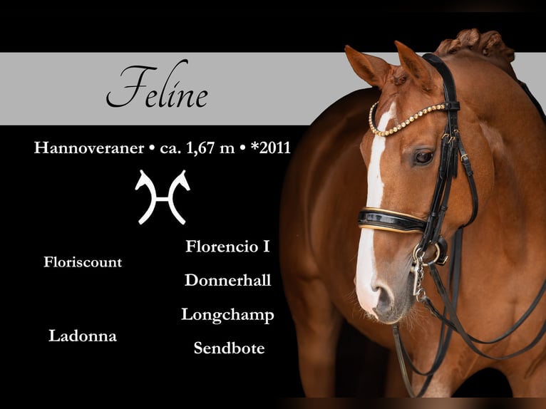 Hanoverian Mare 14 years 16,1 hh Chestnut-Red in Wehringen