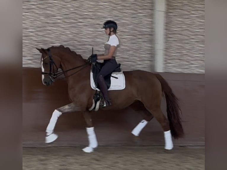 Hanoverian Mare 14 years 16,1 hh Chestnut-Red in Wehringen