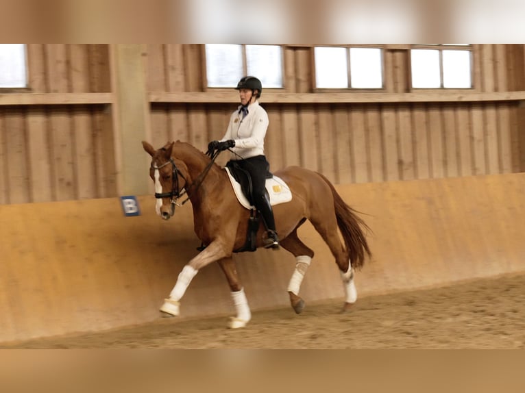 Hanoverian Mare 14 years 16,1 hh Chestnut-Red in Freiensteinau