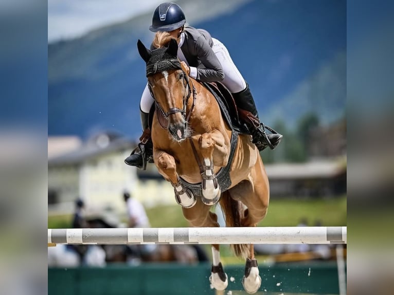 Hanoverian Mare 14 years 16,1 hh Chestnut-Red in Winkel