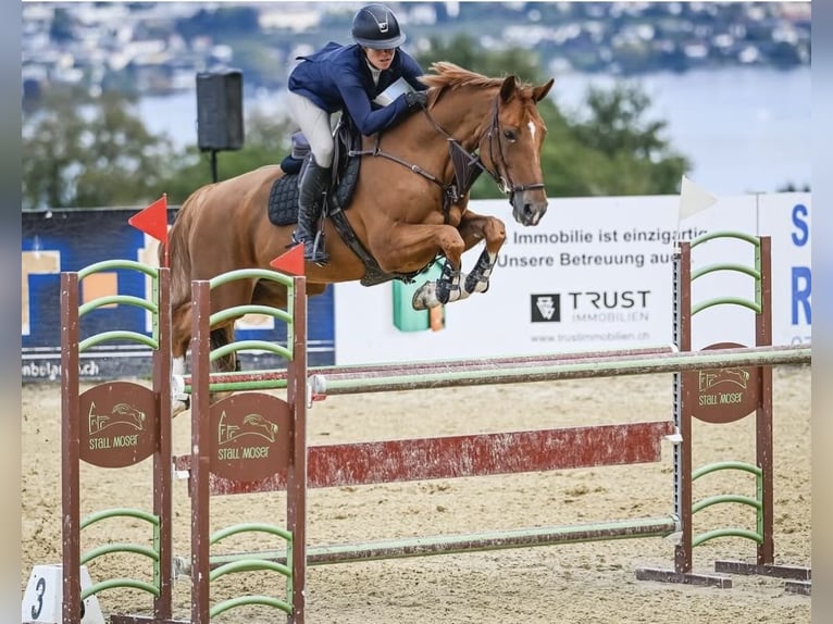 Hanoverian Mare 14 years 16,1 hh Chestnut-Red in Winkel