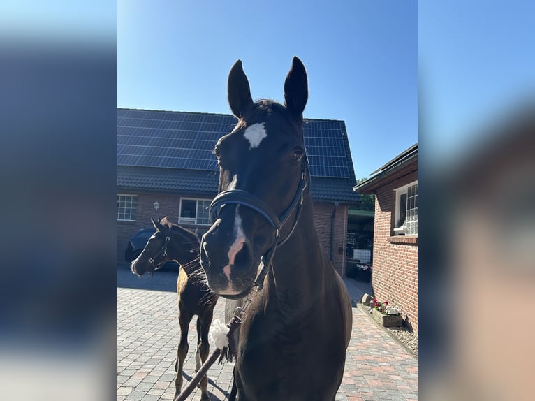 Hanoverian Mare 14 years 16,1 hh in Schermbeck