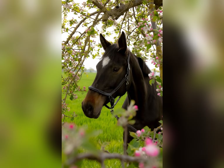 Hanoverian Mare 14 years 16,2 hh Bay-Dark in Sehnde