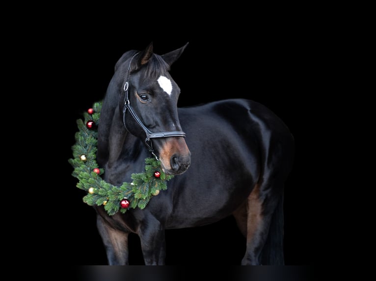 Hanoverian Mare 14 years 16,2 hh Bay-Dark in Sehnde