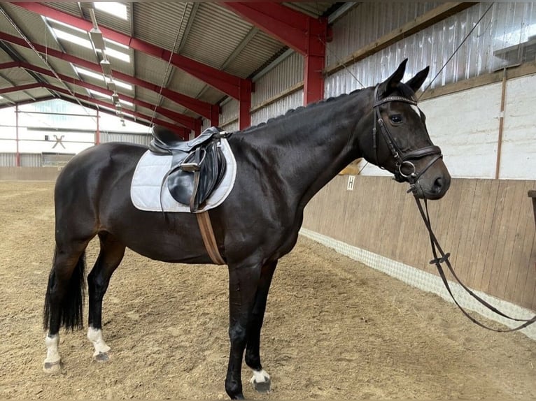 Hanoverian Mare 14 years 16,2 hh Bay-Dark in Sehnde