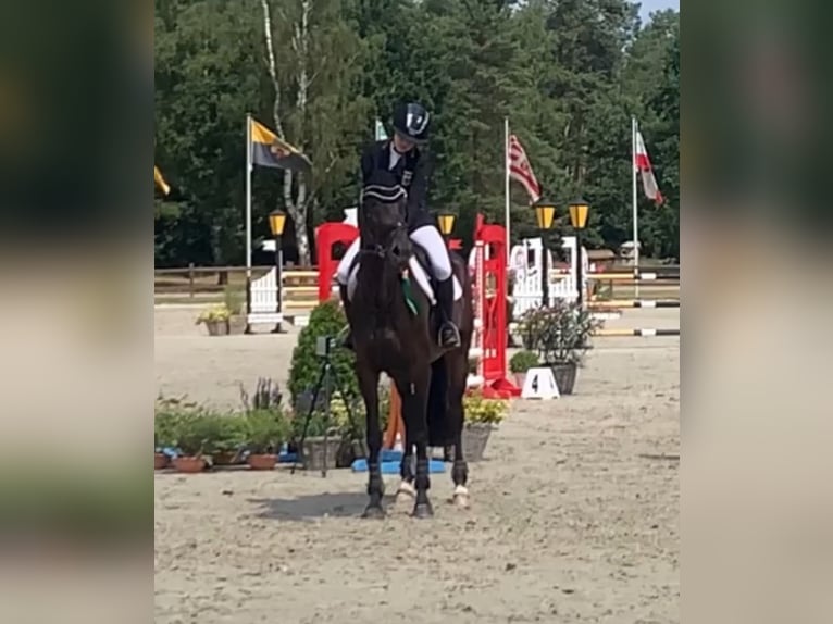 Hanoverian Mare 14 years 16,2 hh Bay-Dark in Egestorf