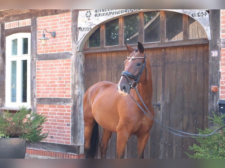 Hanoverian Mare 14 years 16,2 hh Brown in Bomlitz