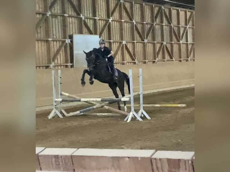 Hanoverian Mare 14 years 16,2 hh Brown in Kalbe (Milde)