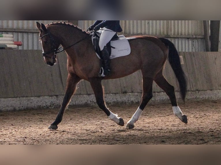 Hanoverian Mare 14 years 16,2 hh Brown in Adelheidsdorf