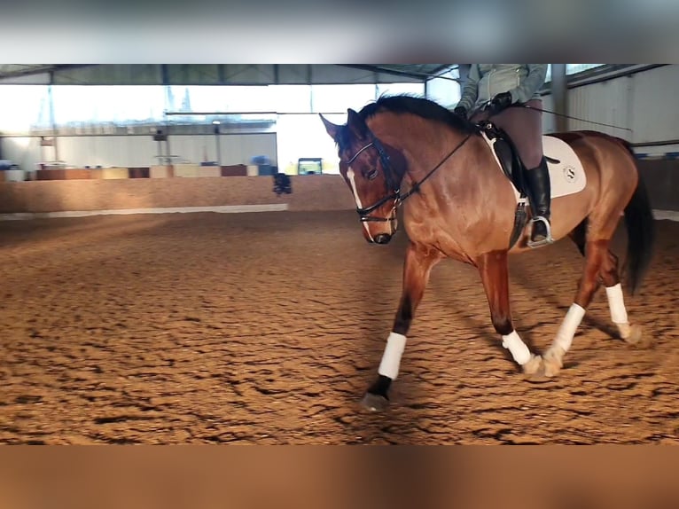 Hanoverian Mare 14 years 16,2 hh Brown in Adelheidsdorf