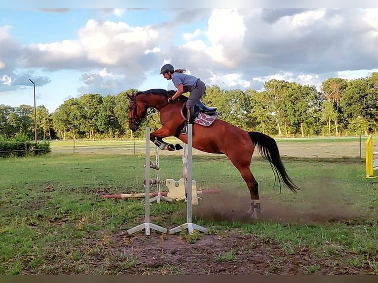 Hanoverian Mare 14 years 16,2 hh Brown in Adelheidsdorf