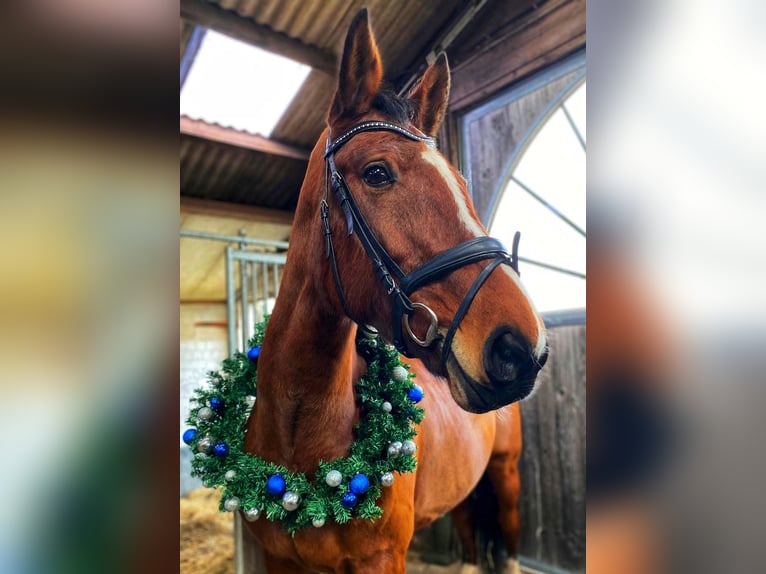 Hanoverian Mare 14 years 16,2 hh Brown in Adelheidsdorf