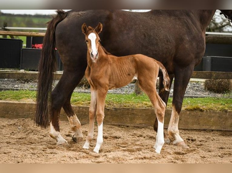 Hanoverian Mare 14 years 16,2 hh Chestnut-Red in Hetzerath