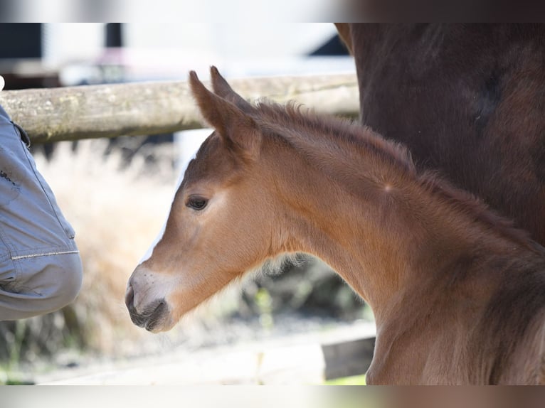 Hanoverian Mare 14 years 16,2 hh Chestnut-Red in Hetzerath