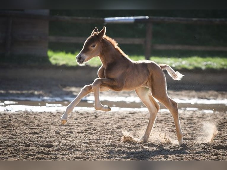 Hanoverian Mare 14 years 16,2 hh Chestnut-Red in Hetzerath