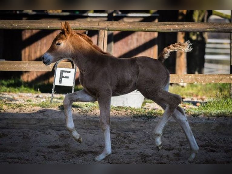 Hanoverian Mare 14 years 16,2 hh Chestnut-Red in Hetzerath