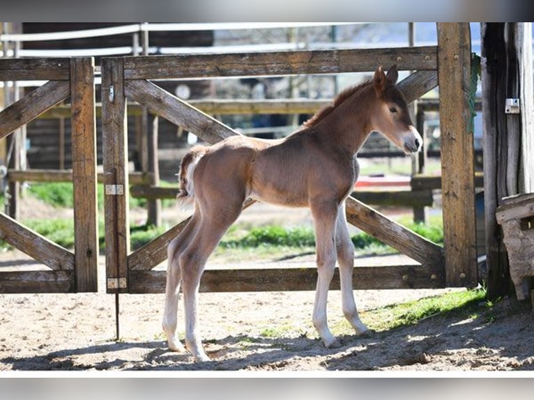 Hanoverian Mare 14 years 16,2 hh Chestnut-Red in Hetzerath