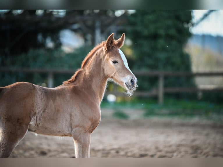 Hanoverian Mare 14 years 16,2 hh Chestnut-Red in Hetzerath