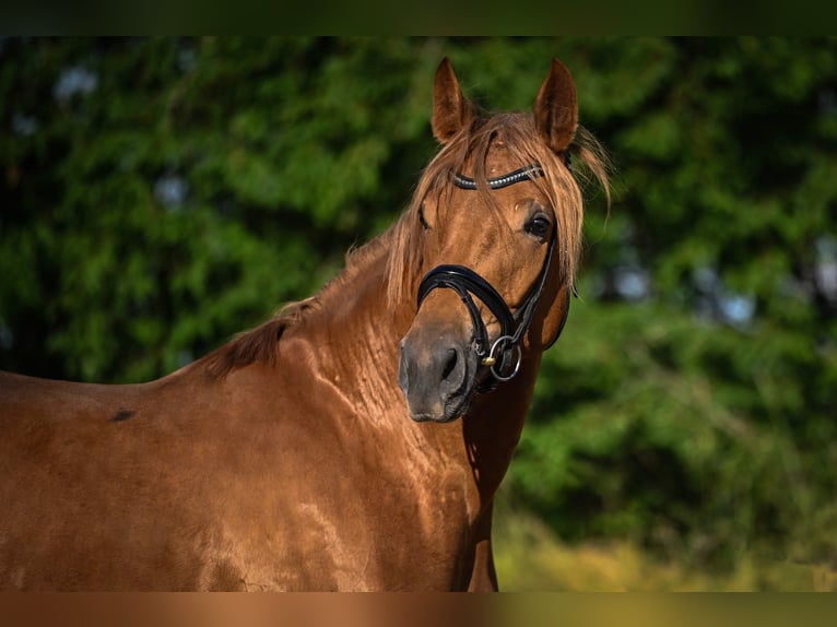 Hanoverian Mare 14 years 16,2 hh Chestnut-Red in Hetzerath