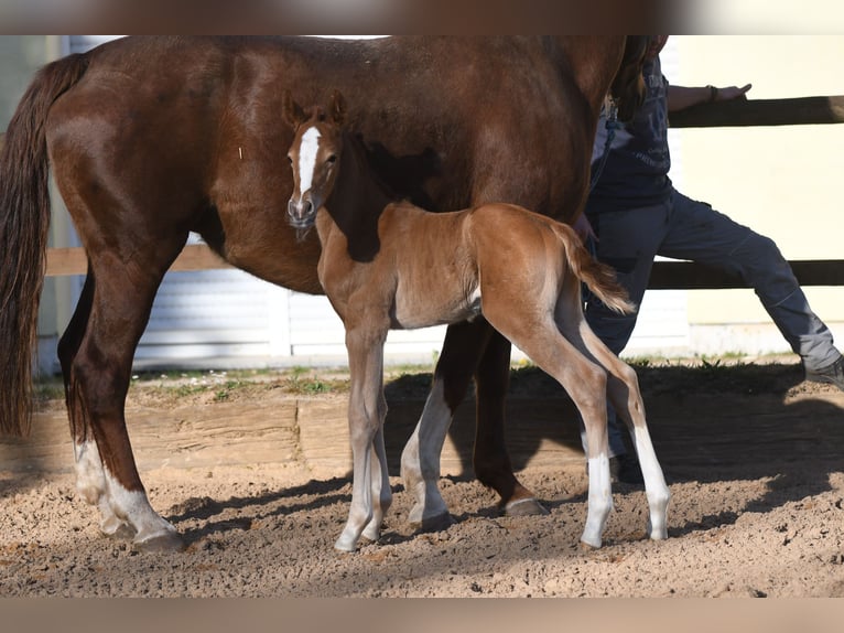 Hanoverian Mare 14 years 16,2 hh Chestnut-Red in Hetzerath