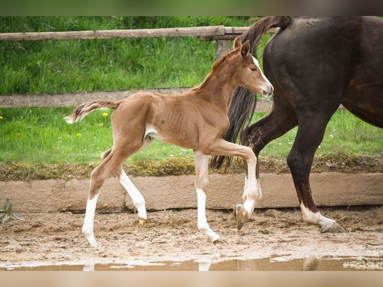 Hanoverian Mare 14 years 16,2 hh Chestnut-Red in Hetzerath