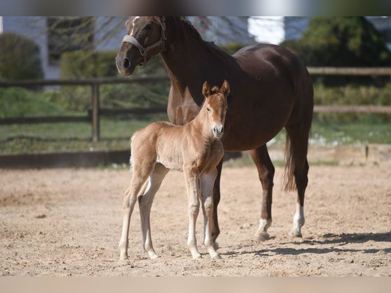 Hanoverian Mare 14 years 16,2 hh Chestnut-Red in Hetzerath