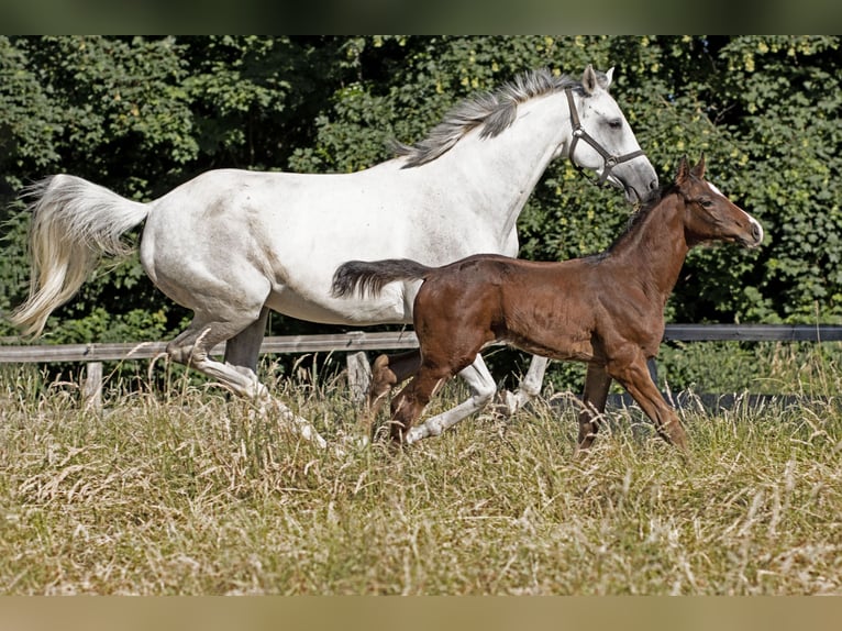 Hanoverian Mare 14 years 16,2 hh Grey-Fleabitten in Schwalmtal