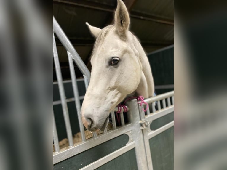 Hanoverian Mare 14 years 16,2 hh Grey-Fleabitten in Schwalmtal