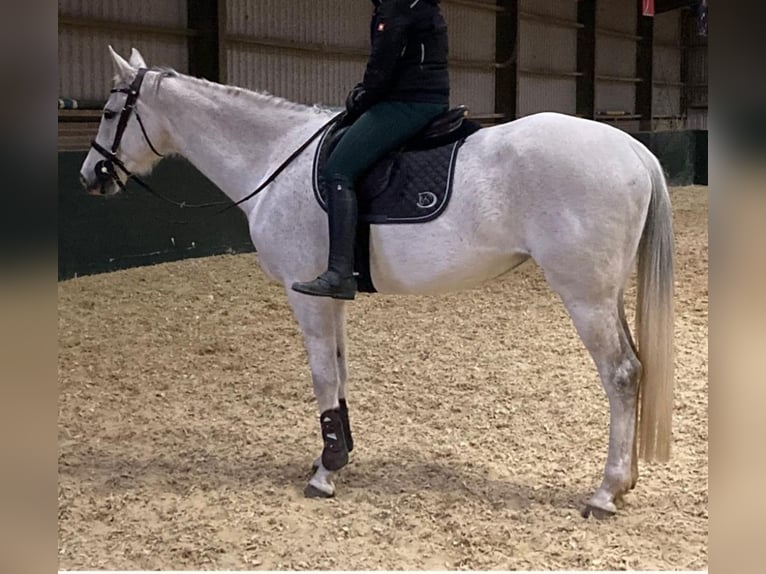 Hanoverian Mare 14 years 16,2 hh Grey-Fleabitten in Schwalmtal
