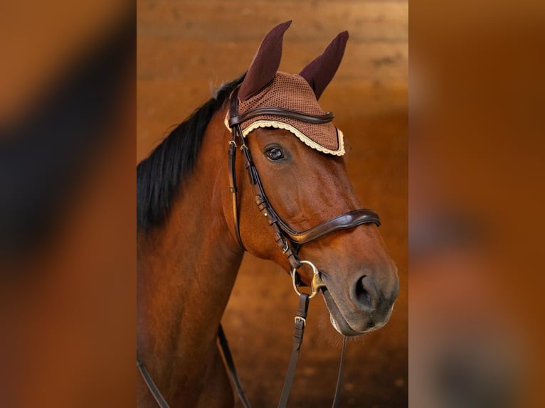 Hanoverian Mare 14 years 16,3 hh Bay-Dark in Wallisellen