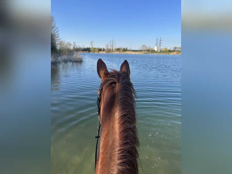 Hanoverian Mare 14 years 16,3 hh Chestnut-Red in Langenrohr