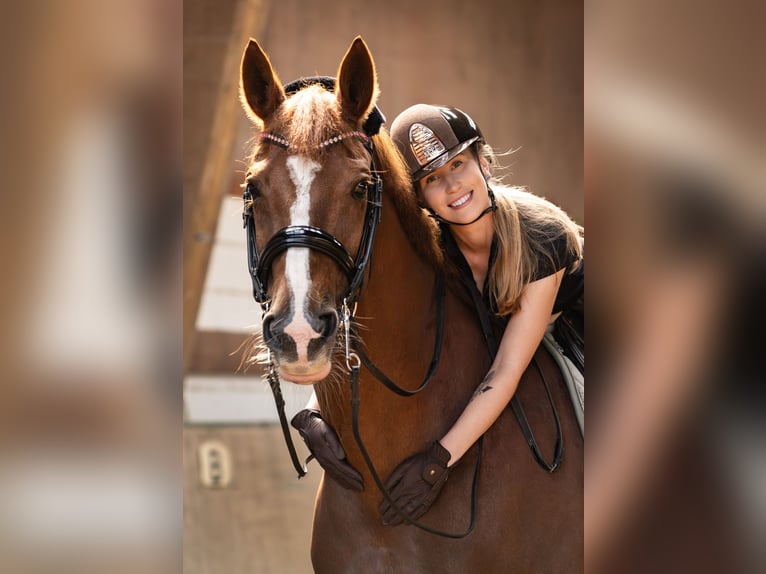 Hanoverian Mare 14 years 16,3 hh Chestnut-Red in Gevelsberg