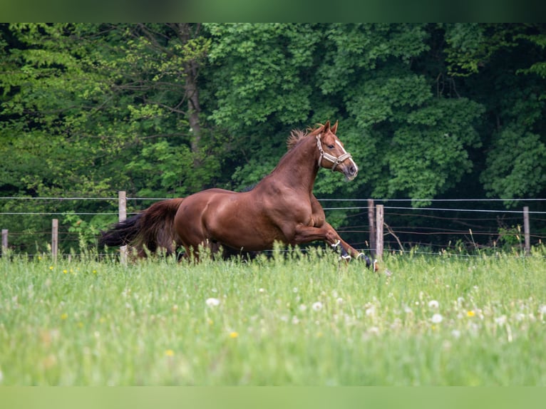Hanoverian Mare 14 years 16,3 hh Chestnut-Red in Gevelsberg