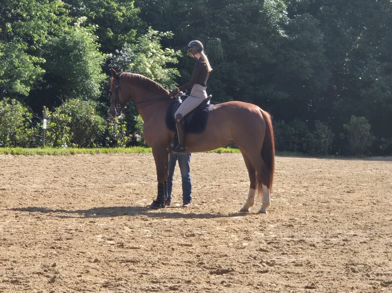 Hanoverian Mare 14 years 16,3 hh Chestnut-Red in Gevelsberg