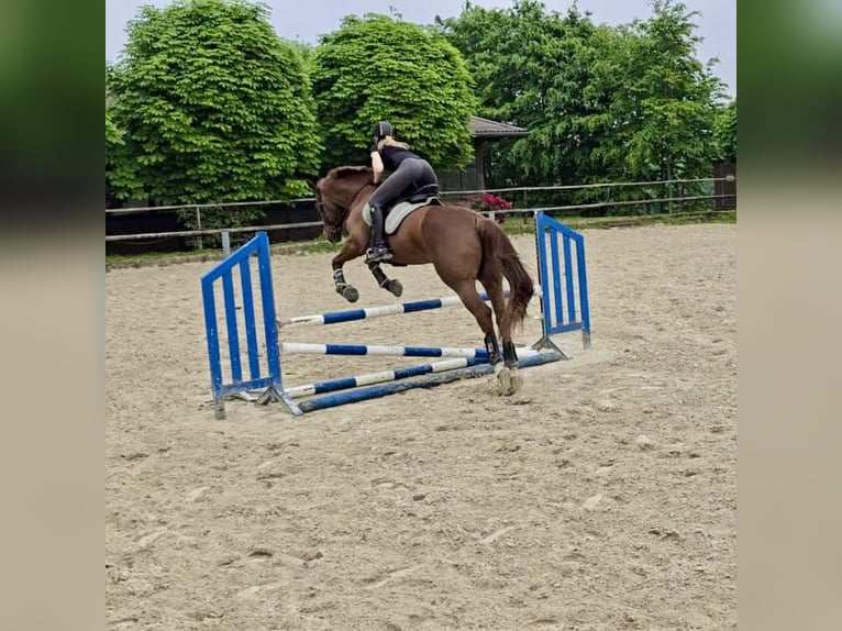 Hanoverian Mare 14 years 16,3 hh Chestnut-Red in Gevelsberg
