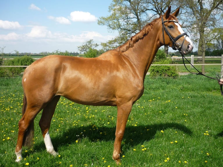 Hanoverian Mare 14 years 17,1 hh Chestnut-Red in Garbsen