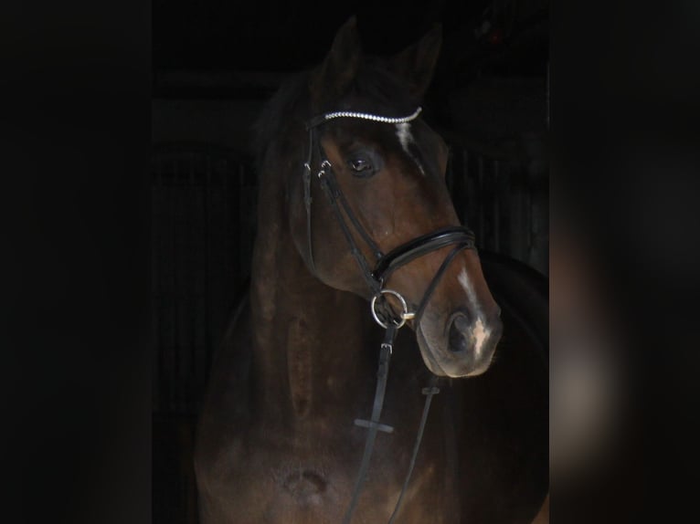 Hanoverian Mare 14 years 17.2 hh Bay-Dark in Winhöring