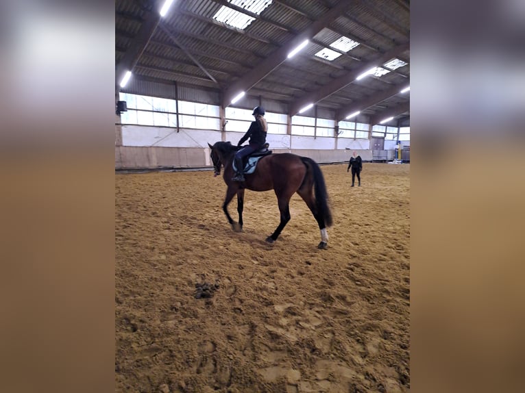 Hanoverian Mare 14 years 17,2 hh Brown in Lippetal