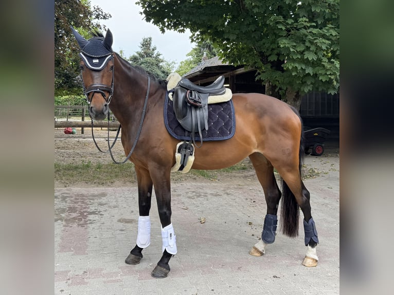 Hanoverian Mare 14 years 17 hh Bay-Dark in D&#xFC;sseldorf