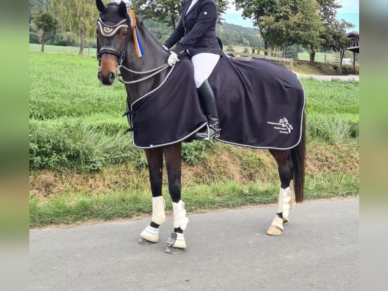 Hanoverian Mare 14 years 17 hh Bay-Dark in D&#xFC;sseldorf