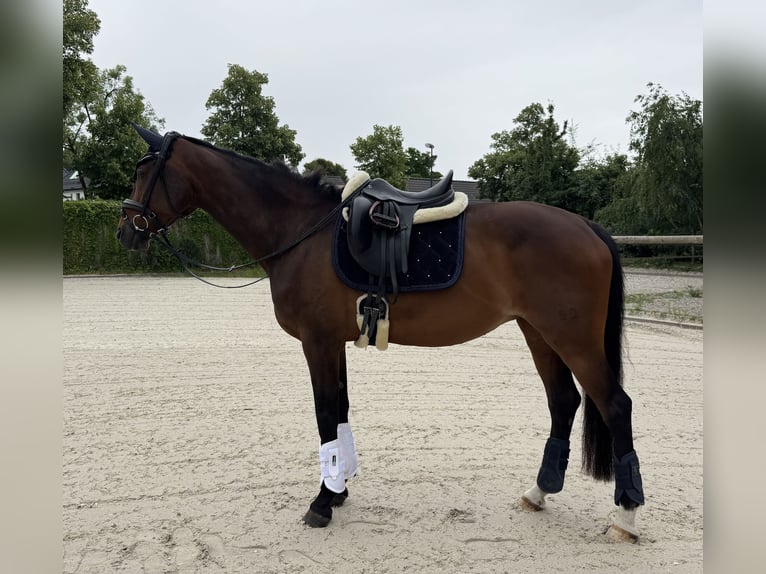 Hanoverian Mare 14 years 17 hh Bay-Dark in D&#xFC;sseldorf