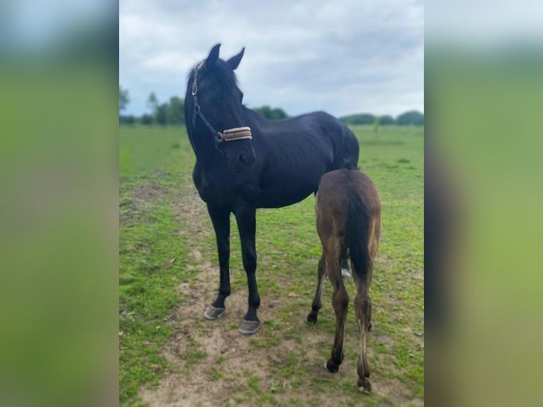 Hanoverian Mare 14 years 17 hh Black in Meyenburg